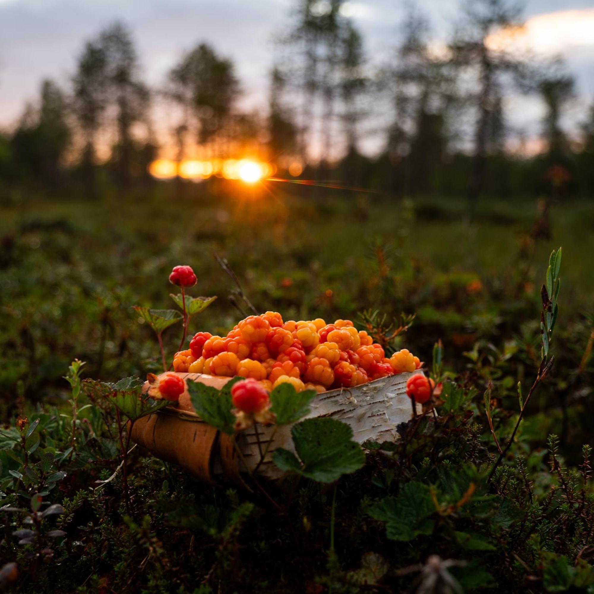 Lapin Villa Hiisi Joen Rannalla Ranua Bagian luar foto